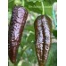 Bin Jolokia Chocolate Pepper Seeds Bin Jolokia Chocolate Pepper Seeds