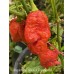 Nagabrains Yellow x Pumpkintail Pepper Seeds Nagabrains Yellow x Pumpkintail Pepper Seeds
