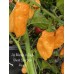 Aji Mango x Jays Ghost Scorpion Peach Pepper Seeds 