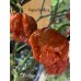 7-Pot Brain Strain Purple Pepper Seeds 