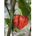 7-Pot Brain Strain Purple Pepper Seeds 