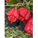 BOC x Primo x Purple Naga Pepper Seeds 