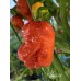 T-Rex Red Pepper Seeds T-Rex Red Pepper Seeds