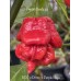 BOC x Primo x Purple Naga Pepper Seeds 
