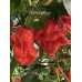 T-Rex Red Pepper Seeds T-Rex Red Pepper Seeds