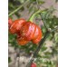 7-Pot Brain Strain Purple Pepper Seeds 
