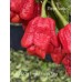 BOC x Primo x Purple Naga Pepper Seeds 