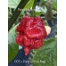 BOC x Primo x Purple Naga Pepper Seeds 