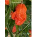 T-Rex Red Pepper Seeds T-Rex Red Pepper Seeds
