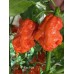 T-Rex Red Pepper Seeds T-Rex Red Pepper Seeds