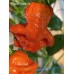 T-Rex Red Pepper Seeds T-Rex Red Pepper Seeds