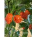 T-Rex Red Pepper Seeds T-Rex Red Pepper Seeds