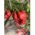 7-Pot Brain Strain Purple Pepper Seeds 