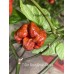 7-Pot Brain Strain Purple Pepper Seeds 
