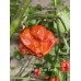 7-Pot Brain Strain Purple Pepper Seeds 