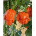 T-Rex Red Pepper Seeds T-Rex Red Pepper Seeds