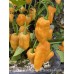 Aji Mango x Jays Ghost Scorpion Peach Pepper Seeds 