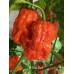 T-Rex Red Pepper Seeds T-Rex Red Pepper Seeds