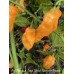 Aji Mango x Jays Ghost Scorpion Peach Pepper Seeds 