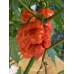 T-Rex Red Pepper Seeds T-Rex Red Pepper Seeds