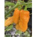 Aji Mango x Jays Ghost Scorpion Peach Pepper Seeds 
