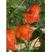 T-Rex Red Pepper Seeds T-Rex Red Pepper Seeds