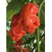 T-Rex Red Pepper Seeds T-Rex Red Pepper Seeds