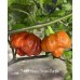 7-Pot Brain Strain Purple Pepper Seeds 