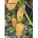 Aji Mango x Jays Ghost Scorpion Peach Pepper Seeds 