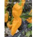 Aji Mango x Jays Ghost Scorpion Peach Pepper Seeds 