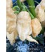 Jays Ghost Scorpion Peach Pepper Seeds