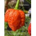 Carolina Reaper x Trinidad Scorpion Moruga Red Pepper Seeds