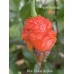 Bhut Jolokia Surprise Pepper Seeds 