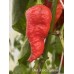 Bhut Jolokia Surprise Pepper Seeds 
