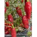 Aji Limo Red Pepper Seeds 