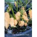 Jays Ghost Scorpion Peach Pepper Seeds
