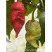 Bhut Jolokia Surprise Pepper Seeds 