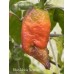 Bhut Jolokia Surprise Pepper Seeds 