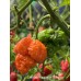 Carolina Reaper x Trinidad Scorpion Moruga Red Pepper Seeds