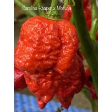 Carolina Reaper x Trinidad Scorpion Moruga Red Pepper Seeds