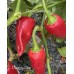Pimiento Picón Pepper Seeds Pimiento Picón Pepper Seeds