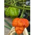 Carolina Reaper x Trinidad Scorpion Moruga Red Pepper Seeds