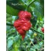 Bhut Jolokia Surprise Pepper Seeds 