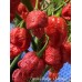 Carolina Reaper x Trinidad Scorpion Moruga Red Pepper Seeds