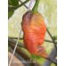 Bhut Jolokia Surprise Pepper Seeds 