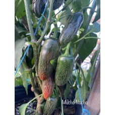 Mucho Nocho Pepper Seeds  
