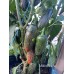 Mucho Nocho Pepper Seeds  