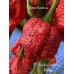 Carolina Reaper x Trinidad Scorpion Moruga Red Pepper Seeds