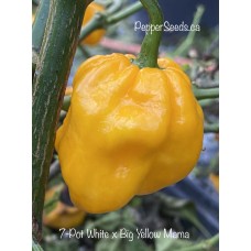 7-Pot White x Big Yellow Mama Pepper Seeds 