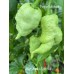 Bhut Jolokia Surprise Pepper Seeds 